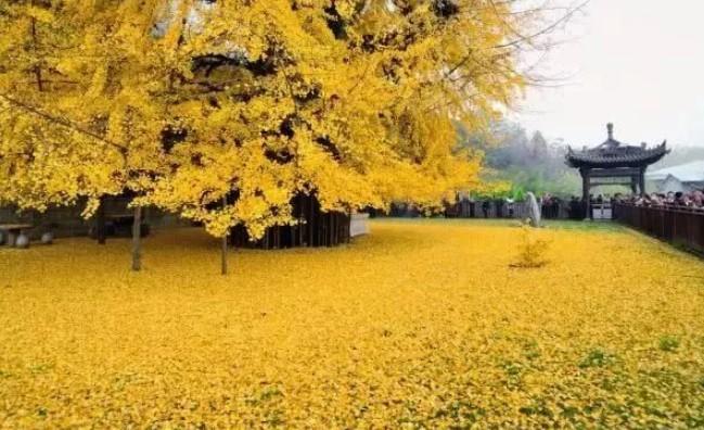 2022西安观音禅寺的银杏树什么时候黄