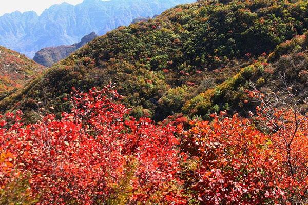 太行山红叶最佳观赏时间2020 哪里看最好