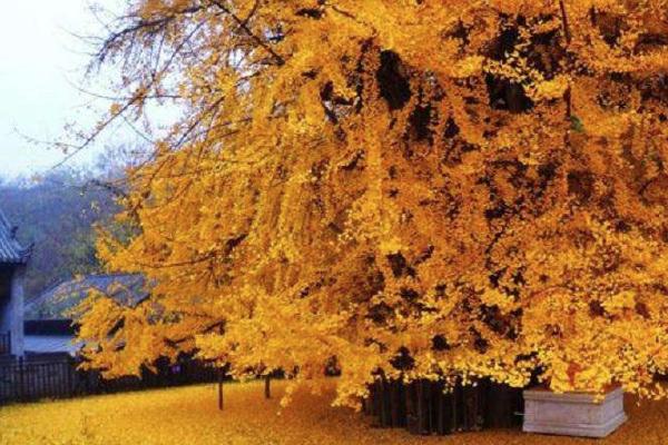 江西千年银杏树在哪里 观赏地点介绍