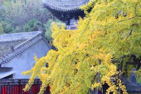 2020西安古观音禅寺银杏树最佳参观时间 附门票预约指南
