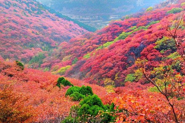 2020鄭州賞紅葉十大絕佳去處