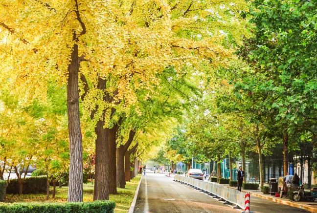 北京秋天银杏树哪最美 北京秋天去哪里玩比较好