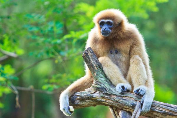 2020天津動物園長臂猿日活動時間及流程