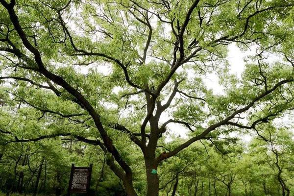 新疆柳樹王景區游玩攻略-門票價格-景點信息