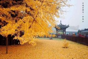 西安古观音禅几月去最好 千年银杏树是谁种的