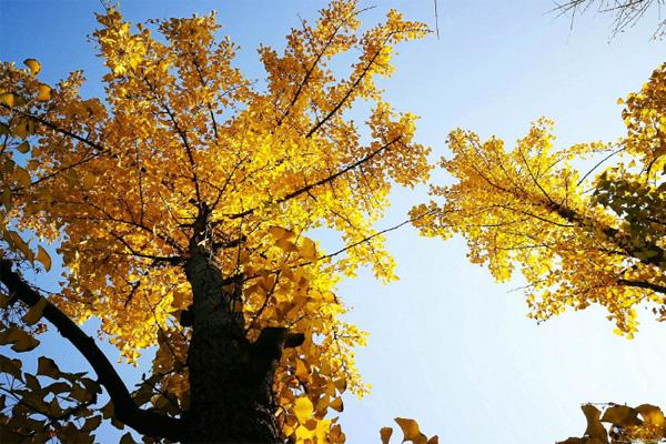 11月去哪里看銀杏 國內秋景推薦