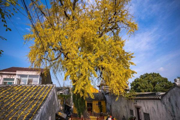 2020觀賞太平禪寺銀杏最佳時間