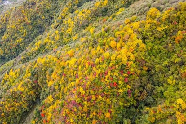 2020汶川红叶最佳观赏地点 汶川彩林有哪些