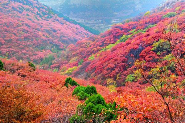 岳麓山楓葉紅了嗎2020 最佳觀賞期-地點