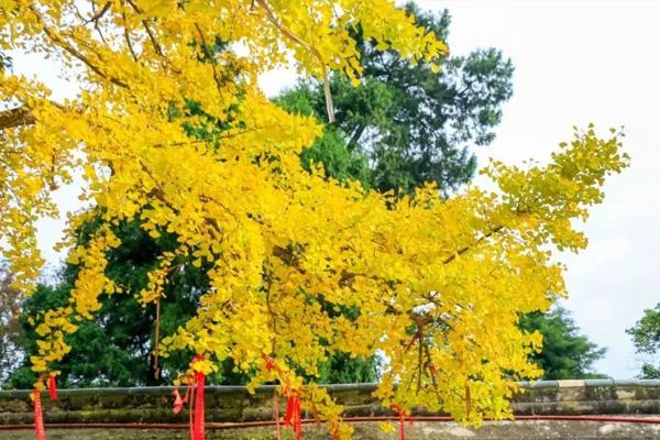 成都云頂山風景區地址簡介及游玩攻略