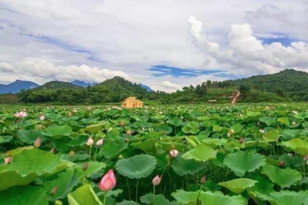 2022三岔河十里荷花旅游攻略 - 门票价格 - 景点介绍