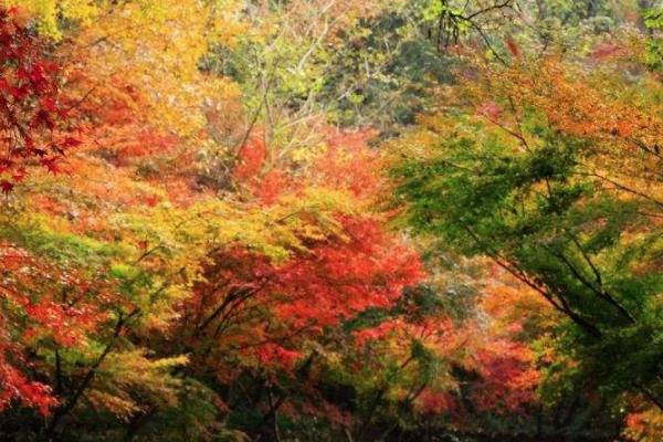 南京棲霞山賞楓攻略 看楓葉的最佳地點