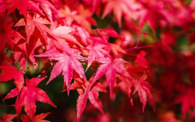 河北紅葉景區有哪些 2020河北紅葉最佳觀賞時間