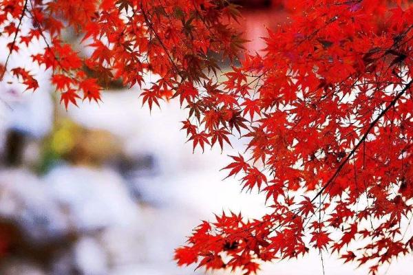 河北紅葉景區有哪些 2020河北紅葉最佳觀賞時間