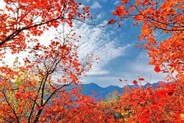 2020四川红叶最佳观赏时间 四川哪里的红叶最漂亮