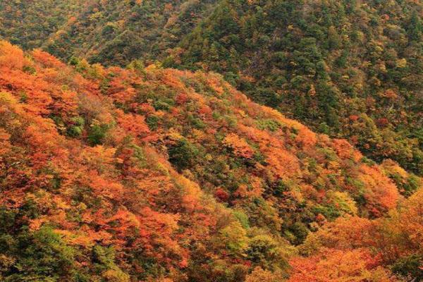 2020武当山红叶最佳时间-最佳观赏地点