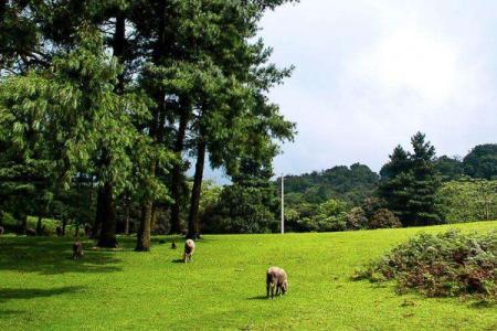 2022菌子山旅游攻略 - 门票价格 - 景点介绍