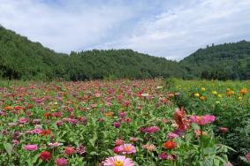 无锡宛心花田在哪里 无锡宛心花田有哪些花