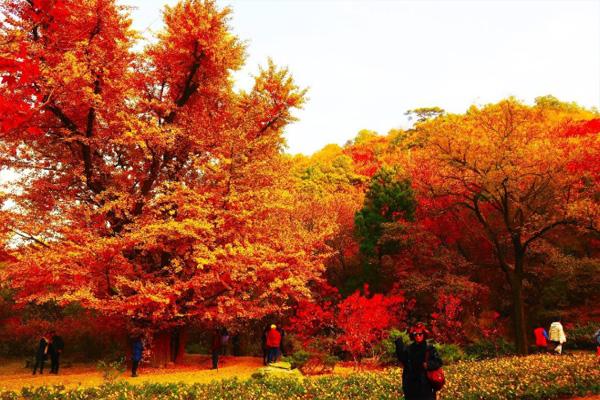 每年的十月中旬到十一月上旬,北京就像是被调色板染了色一样,五彩