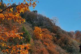 四川紅葉景區排名 四川哪里可以看紅葉-最佳觀賞時間