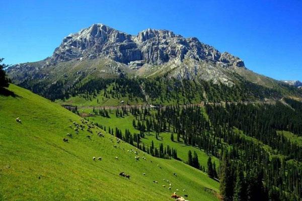 2024新疆白石峰国家森林公园游玩攻略 - 门票 - 交通 - 天气