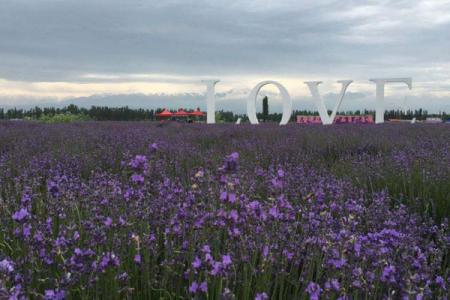 2022新疆汉家公主薰衣草园游玩攻略 - 门票 - 交通 - 天气