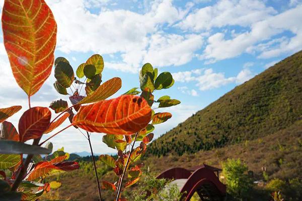 舞彩淺山濱水國家登山步道 賞紅葉攻略