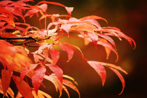 蛟河紅葉谷11月還有的看嗎 蛟河紅葉谷一日游