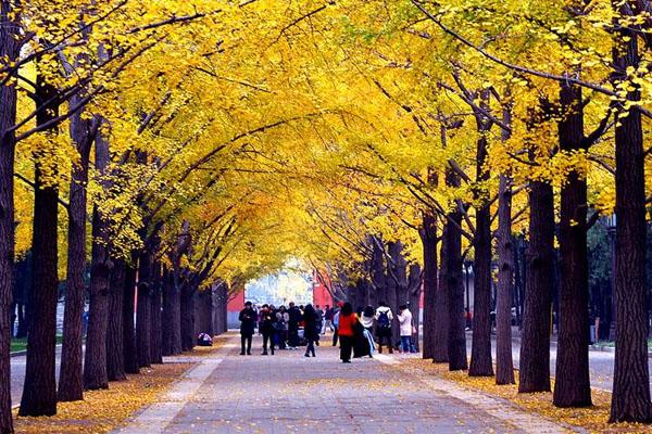 2020年北京地坛公园银杏节什么时候开始-结束时间