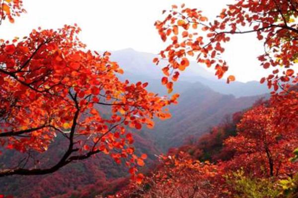 2020郑州周边赏红叶的地方有哪些 景点推荐