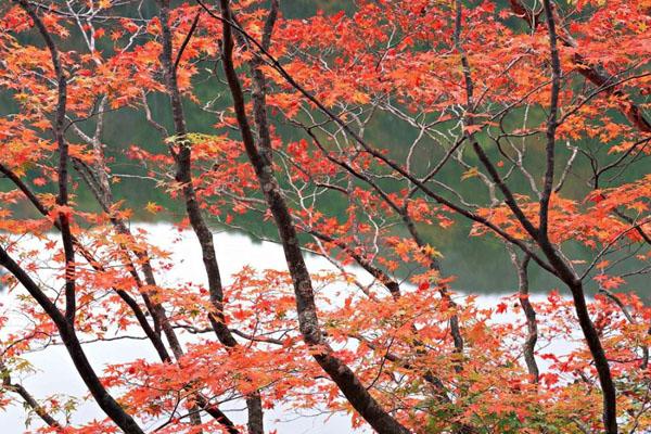 2020年鱼泉山风景区红叶最佳观赏时间