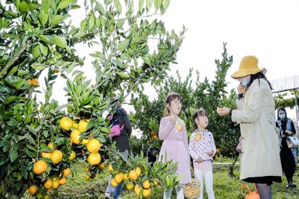 2020上海崇明柑橘采摘节时间-地点-交通-门票