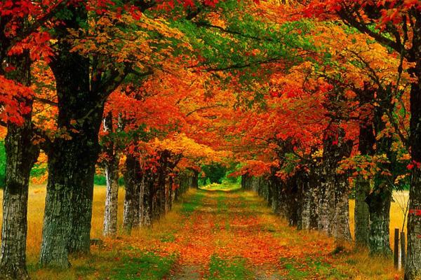 大连天门山国家森林公园位于庄河仙人洞镇,金秋10月,漫山红叶,天门山