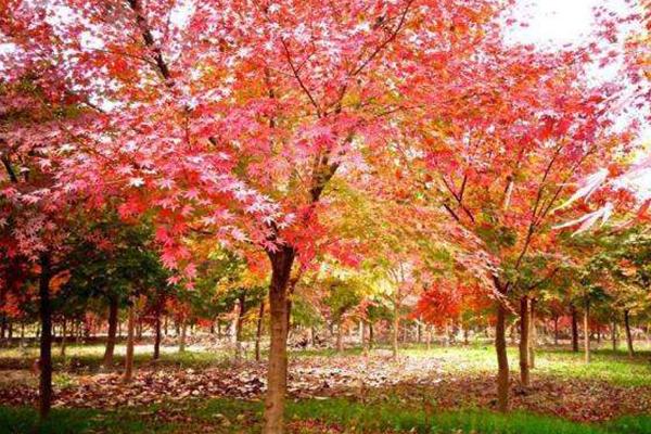 2020上海植物园秋季观赏攻略