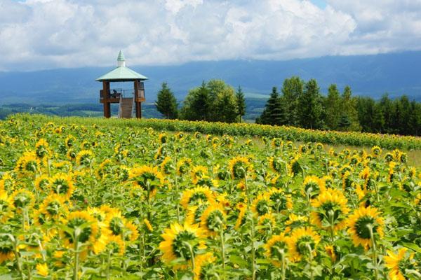 2022安徽森禾现代花卉产业园旅游攻略 - 景点介绍 - 开放时间