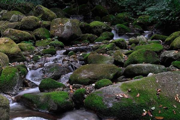 2022高黎贡山国家级自然保护区旅游攻略 - 景点介绍