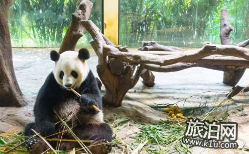 2020香江野生动物园门票价格+优惠政策+注意事项