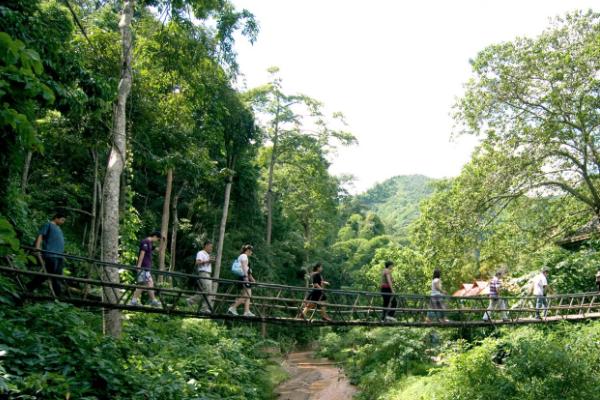 西雙版納原始森林公園旅游攻略 門票多少錢