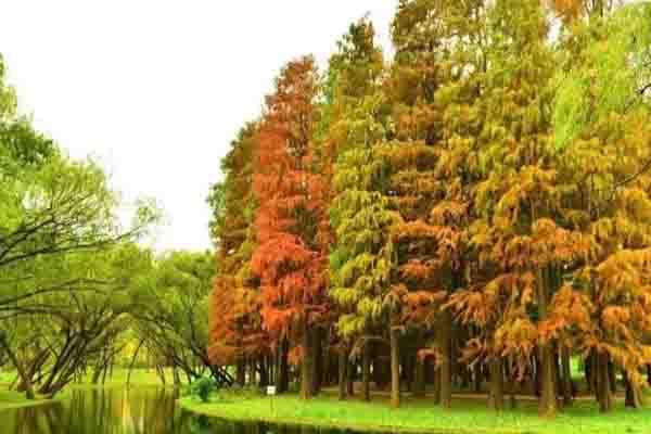 上海最美水杉林 上海哪个公园有水杉
