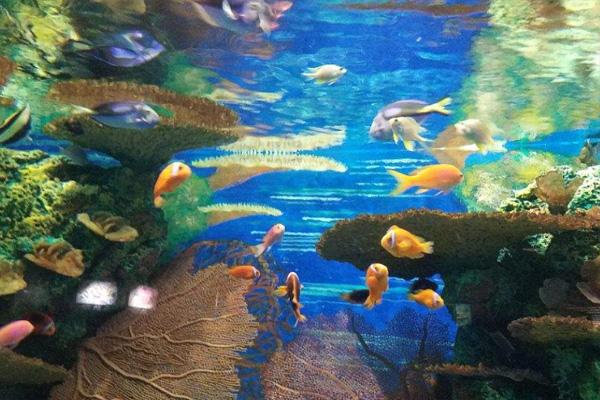 2020上海海洋水族馆场馆有哪些 及海洋水族馆游玩攻略