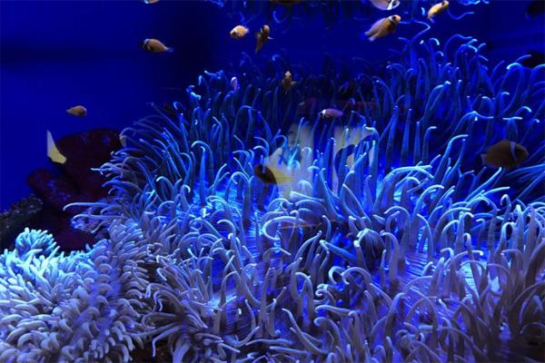 2020上海海洋水族馆场馆有哪些 及海洋水族馆游玩攻略