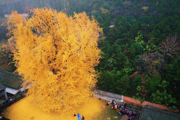 西安古观音禅寺预约几点刷新 迟到可以进去吗