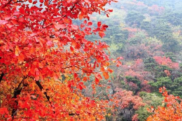 11月赏秋国内有哪些景点 11月旅游的最佳地方