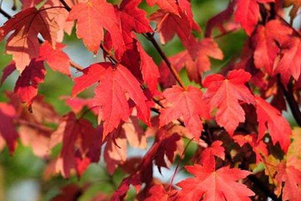 武漢哪里可以看紅楓 武漢賞紅楓勝地推薦