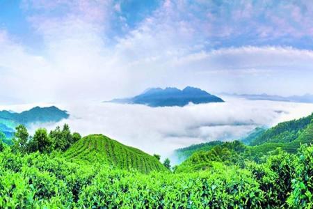 2023南山茶海址旅游攻略 - 开放时间 - 门票价格 - 地址 - 交通 - 天气 - 电话 - 简介