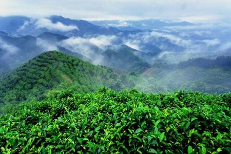 2023南山茶海址旅游攻略 - 开放时间 - 门票价格 - 地址 - 交通 - 天气 - 电话 - 简介