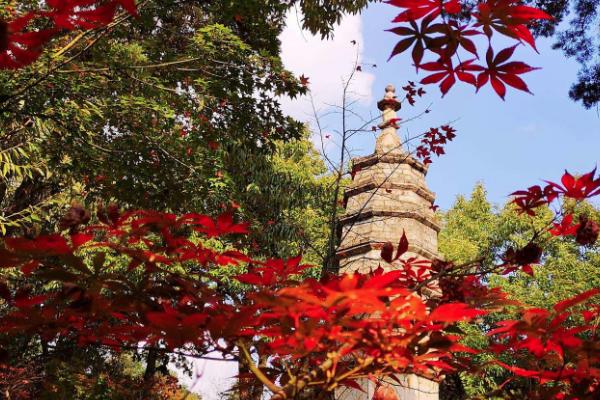 昆明黑龍潭公園楓葉什么時間會紅 黑龍潭公園門票多少錢