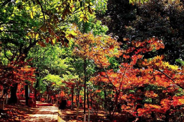 昆明黑龍潭公園楓葉什么時間會紅 黑龍潭公園門票多少錢