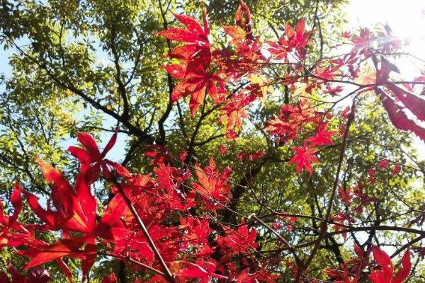 昆明黑龍潭公園楓葉什么時間會紅 黑龍潭公園門票多少錢