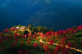 2022南涧无量山樱花谷什么时候看